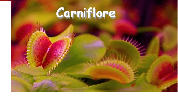 logo Carniflore