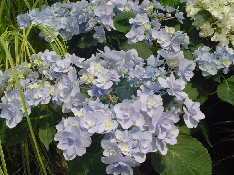 hortensia you end me forever