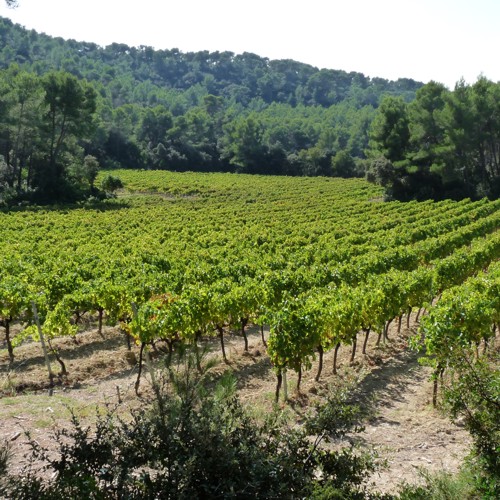 Le vignoble du Domaine du Grand Fontanille