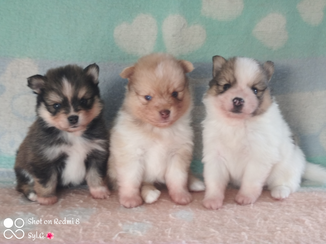chiots Pomsky