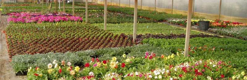 Production de plantes et fleurs au fil des saisons